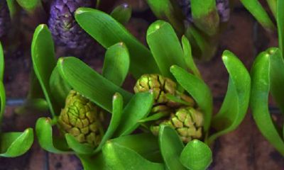 猴子避开那几个月生的虎