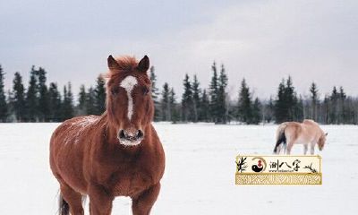 1966人属马55岁后运势怎样