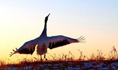 天秤座喜爱喜欢你的缘故，简易则是让她们动心的原因
