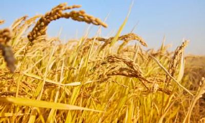 属狗的立秋出生好吗？命运如何？生肖狗几月出生最”苦“？