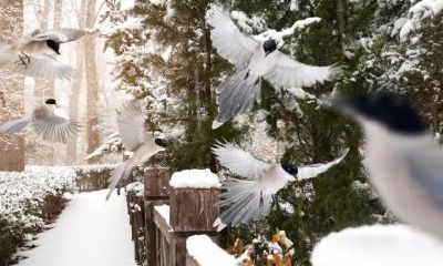 2018年小雪结婚好不好？小雪结婚有何讲究？