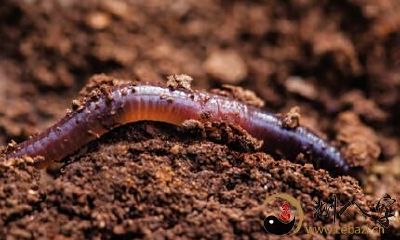 梦到一条较长的泥鳅