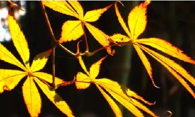 算正缘桃花，婚姻妻管严八字男命