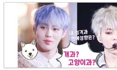 【心理测试】你属于猫型人格还是狗型人格？