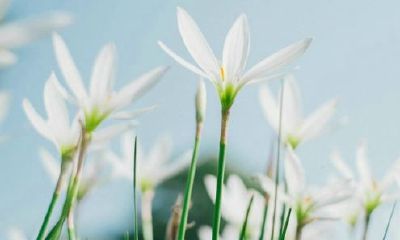 姓樊女孩有寓意的名字大全