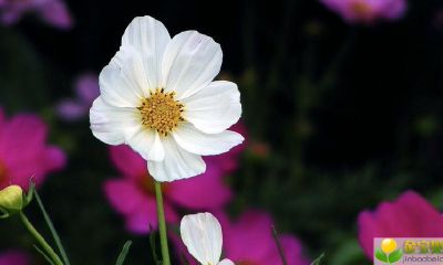 公历2019年4月7号丑时出生的女宝宝名字如何取，应该用什么字