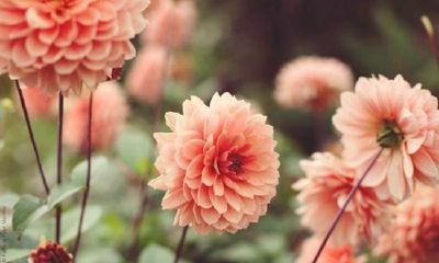 姓虞女孩有寓意的名字大全