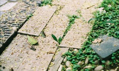 爸爸姓戚,妈妈姓姜 女孩名字三个字四个字