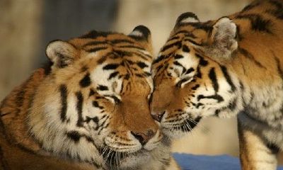 86年属虎36岁有一灾