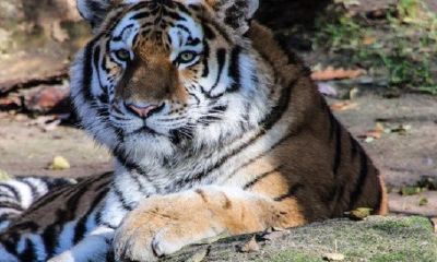 98年属虎的在本运年结婚好么