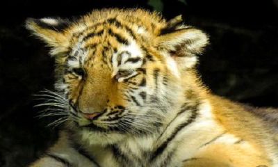 属虎2022年有很高兴压身