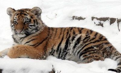 1974属虎2022年最危险的月份是什么时候？