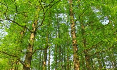 2018年农历六月初五出生的女孩命好吗，五行缺少什么？