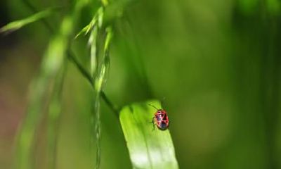 惊蛰有什么民俗活动？惊蛰到来后有什么变化？