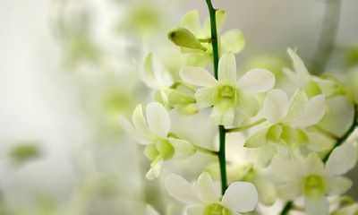 姓哈可爱的女孩名字大全