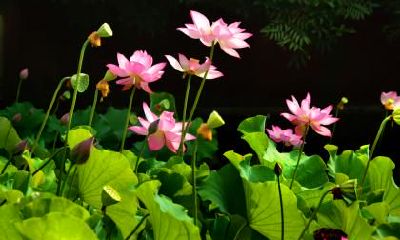 2018年大暑日子好吗？财神方位在哪里？