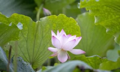 2018年大暑在哪一天？大暑有什么注意事项？