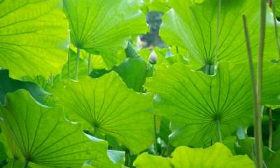 2022年惊蛰是几月几号？惊蛰节气要注意什么？