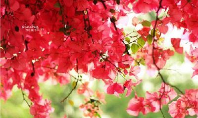 姓姚可爱的女孩名字大全