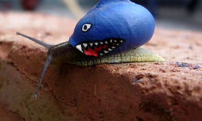 姓壤驷可爱的女孩名字大全