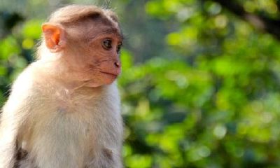 属猴女的靠山是谁呢