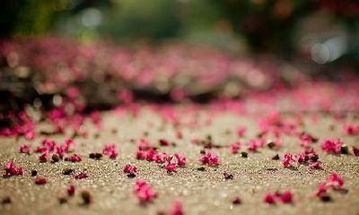 姓邵可爱的女孩名字大全