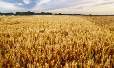 处暑节气有何特点？易发生什么灾害？