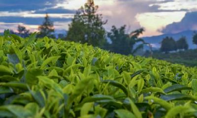 大暑出生的伟人名人有哪些？