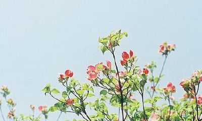 姓卓女孩有寓意的名字大全