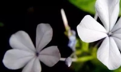 什么样的八字婚姻迟缓 易晚婚