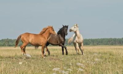 属马未来一个月有人员调动吗 属马人2023年要注意什么