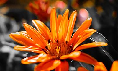 云中之马是什么意思,云中之马最厉害的马吗