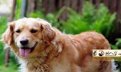 70年属狗52岁三大艰辛