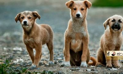 狗遇兔就能富是什么意思