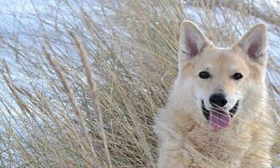 属狗哪日出生是上等之命