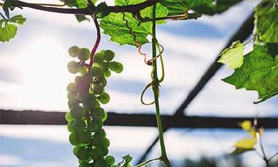 军中之马是什么意思,2002年军中之马父母有刑