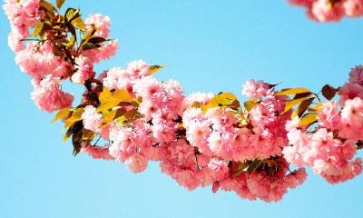 巨蟹座，一个合适捧在手心里的星座