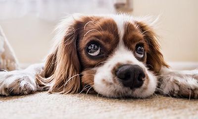 属兔的人2022可以养狗吗，养什么宠物好？