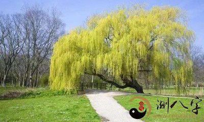 梦见柳树被别人折了枝