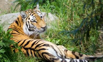 男鼠女虎可以白头到老吗？属虎的女生在恋爱中是什么样子的？