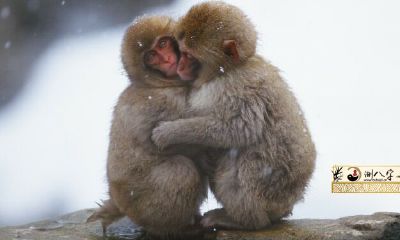 92年水瓶座男猴2022