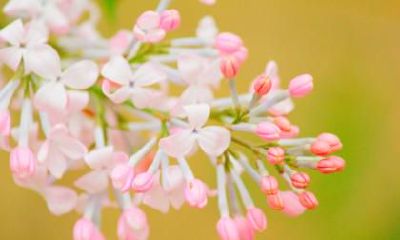 2019年大雪时间几点几分？大雪节气吃什么？