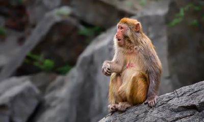 属猴的人最喜欢念叨的事情是什么