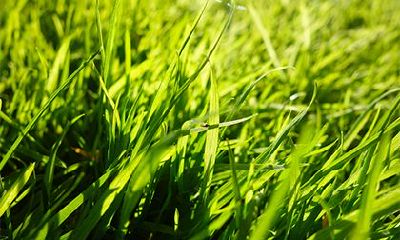 甲木命是哪年出生的？甲木命的人适合干什么职业？