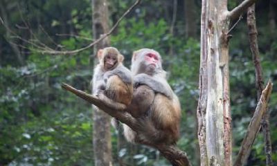 1992年属猴的人2019年运势大全及破解