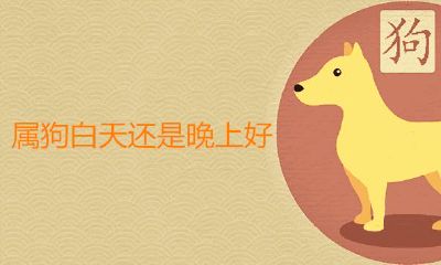 属狗大白天或是晚上好