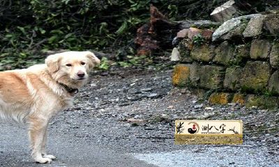 70年属狗52岁有一灾是真是假