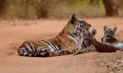 为什么2022年属狗的是一个坎