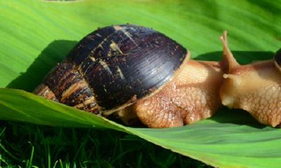 男羊女属狗生虎宝宝好吗？