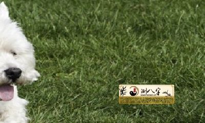 1970属狗每月运程2022年详细说明